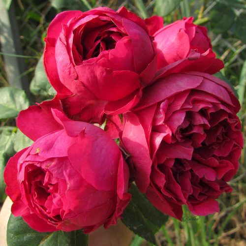 Điểm mặt các loại hoa hồng đẹp nhất thế giới