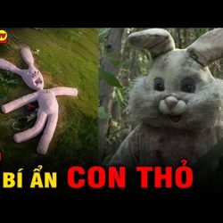1️⃣【 ? 7 Bí Ẩn Ly Kỳ và Thú Vị về Thỏ Bạn Còn Dám Chơi Khi Biết Sự Thật Này